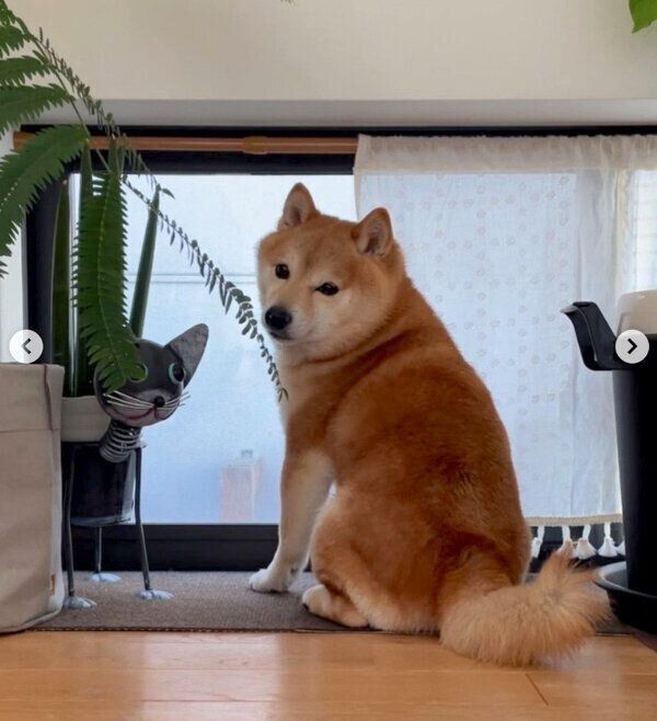 自宅警備中のソラくん