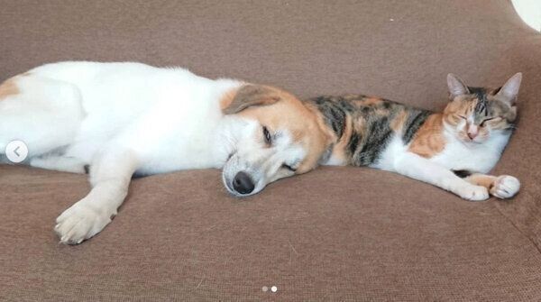 まったりするコロちゃん、チコちゃん