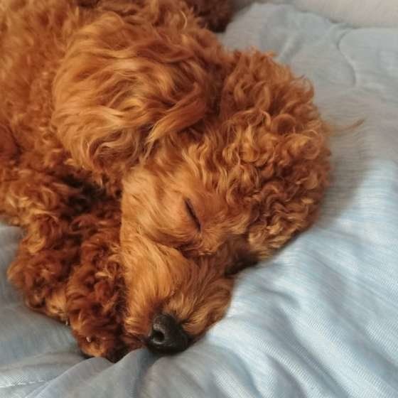 トイ・プードル