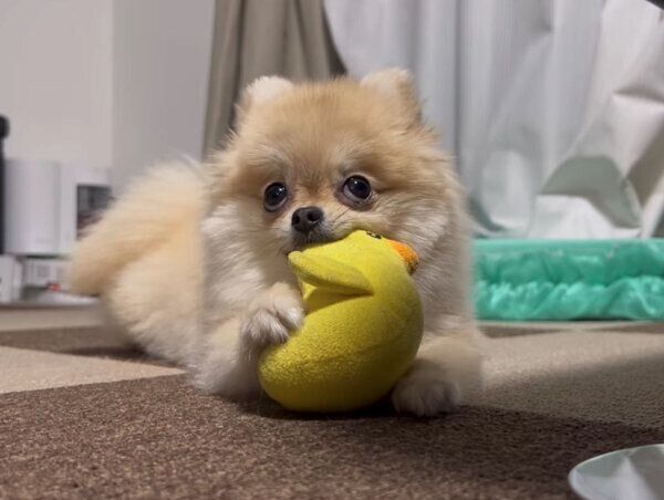 ぬいぐるみの「ひよこ」を取られたくなくて必死なころっけちゃん