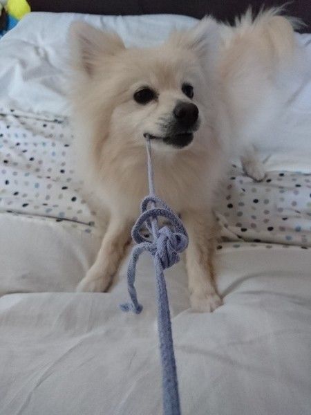 紐を引っ張るポメラニアン