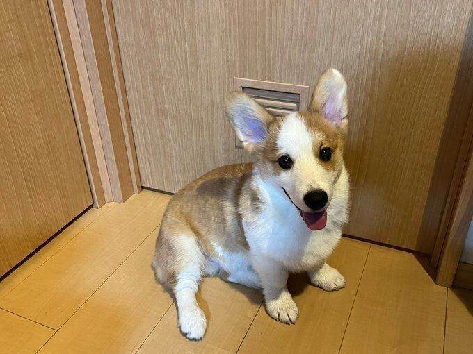 笑顔がかわいいルークくん