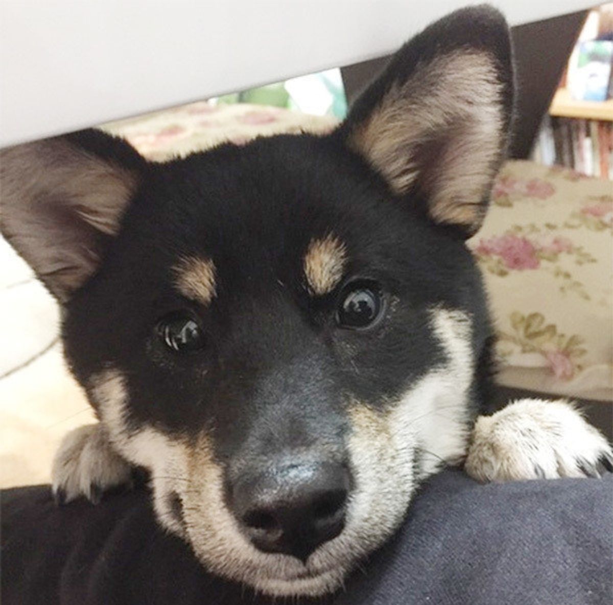 犬が飼い主さんの体に あご乗せ してくるときの ホントの気持ちは いぬのきもちweb Magazine 犬が飼い主さんの体に あご乗せ してくるときの ホントの気持ちは いぬのきもちweb Magazine