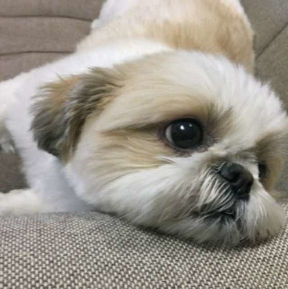 シー・ズーのペコちゃん