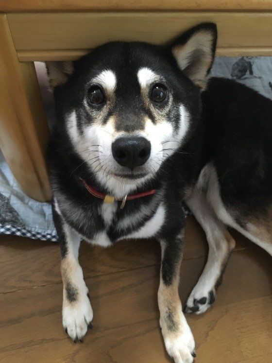 おやつを狙う柴犬