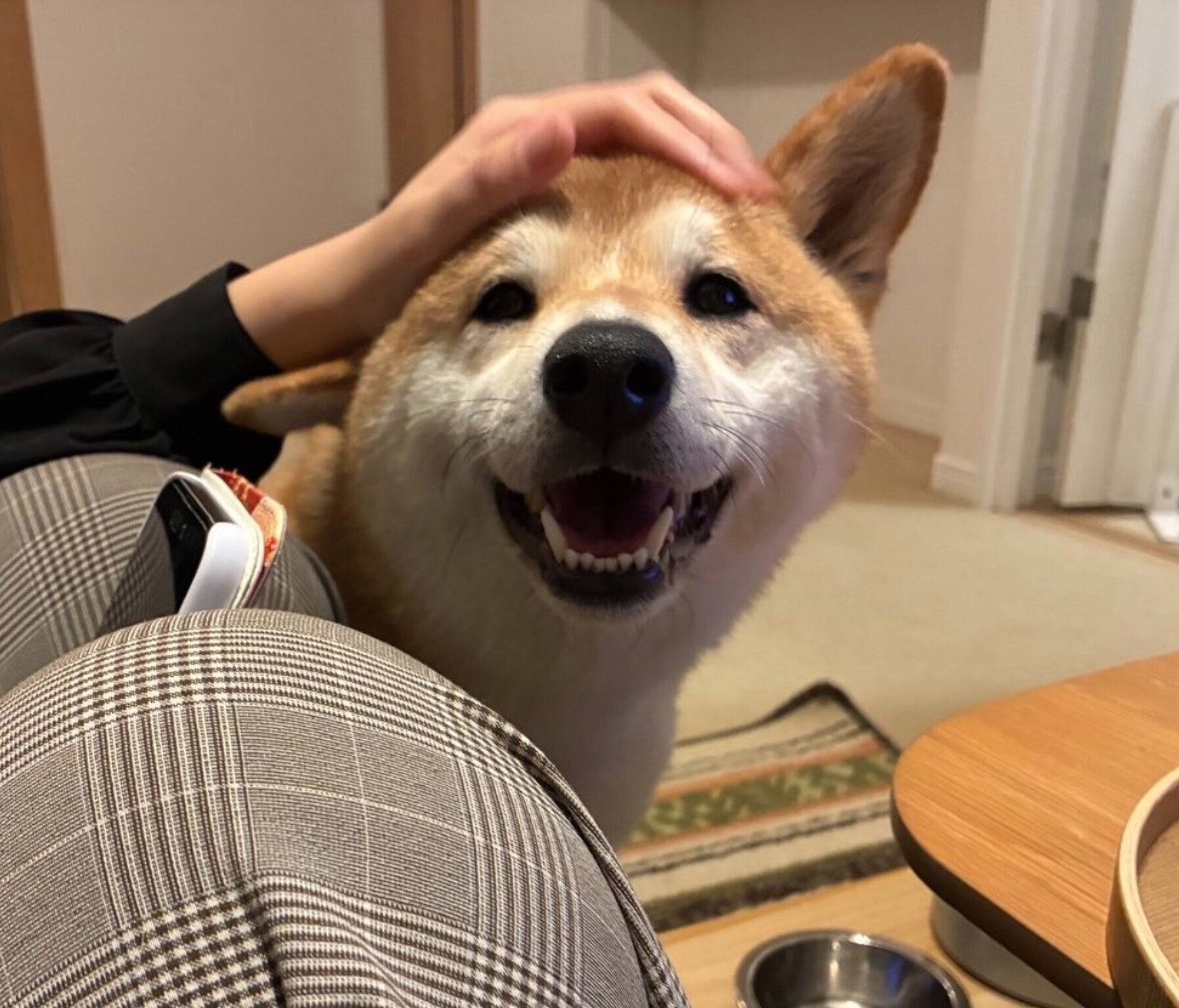 ナデナデを堪能するもなかまるちゃん