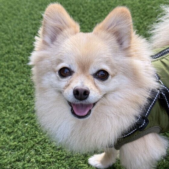 チュパチュパと飼い主の指吸いをする犬のきもち 人の指をおしゃぶりするのはなぜ? いぬのきもち