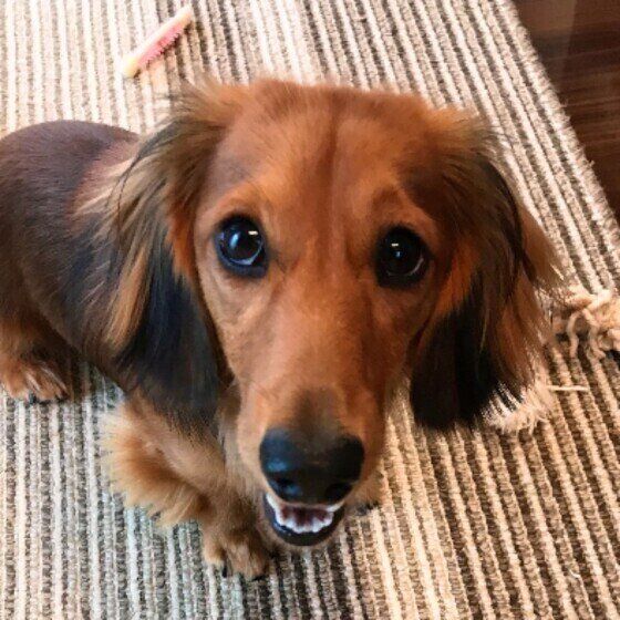 ミニチュア・ダックスフンド