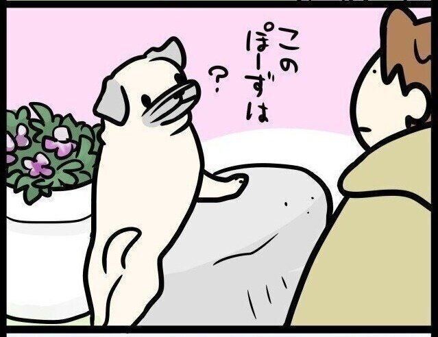 いぬのきもちWEB MAGAZINE『撮影を強要してくるパグ犬のポーズ|連載「パグ犬・めー」vol.44』