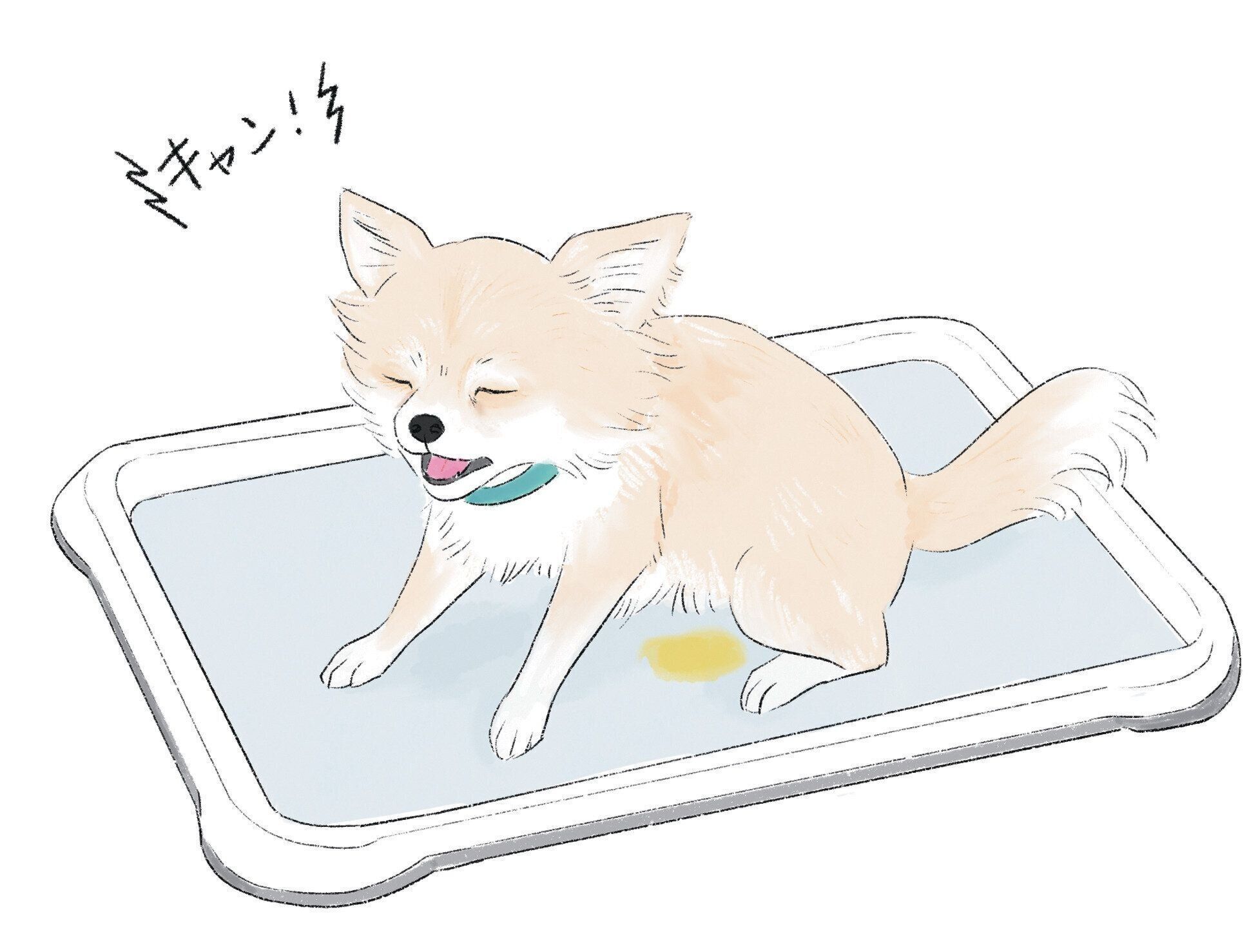 犬の膀胱炎のイメージ