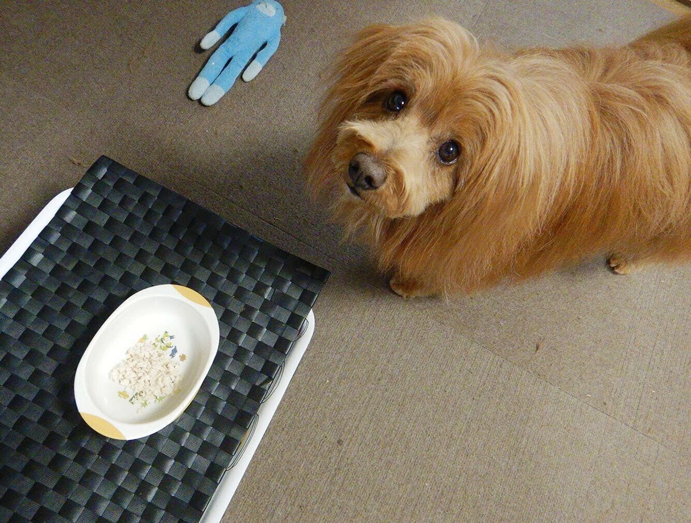 お刺身を美味しく食べる秘訣 それは愛犬が知っている 連載 こぐま犬てんすけ Vol 140 いぬのきもちweb Magazine お刺身を美味しく食べる秘訣 それは愛犬が知っている 連載 こぐま犬てんすけ Vol 140 いぬのきもちweb Magazine