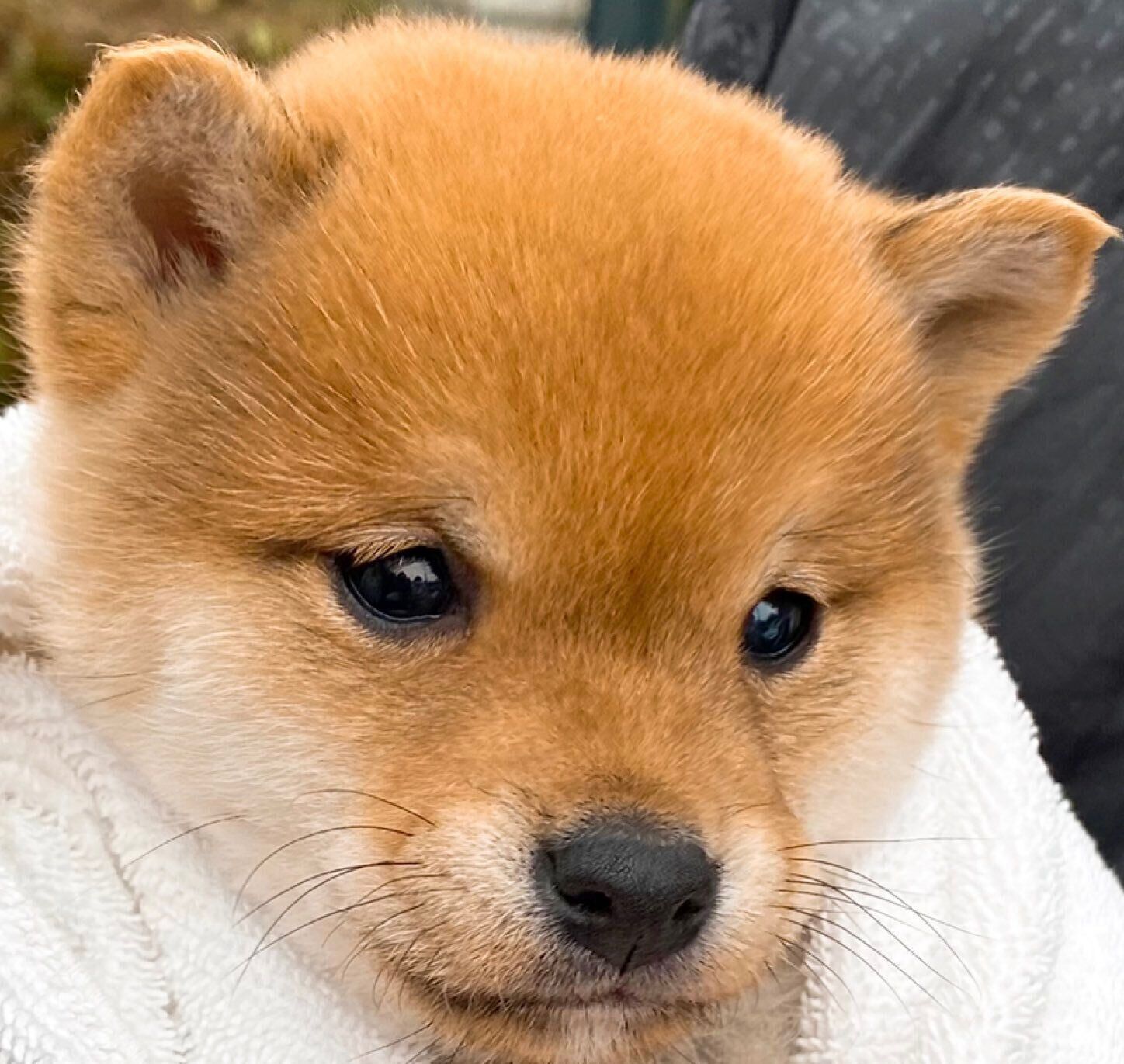 ブリーダーさんのもとにいた頃の陽くん