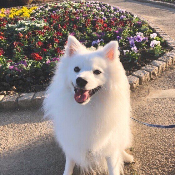 日本スピッツの虎太郎ちゃん