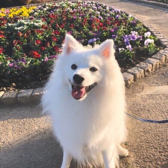 日本スピッツの虎太郎ちゃん