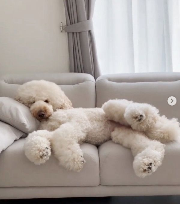 ソファでまったりするスタンダード・プードル