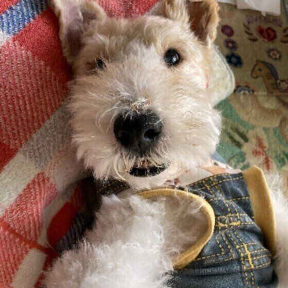 魔法の言葉？ 犬が喜ぶ言葉とは いぬのきもち