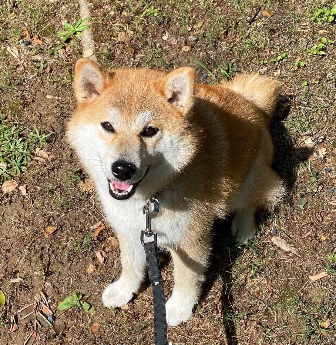 散歩をするこむぎちゃん