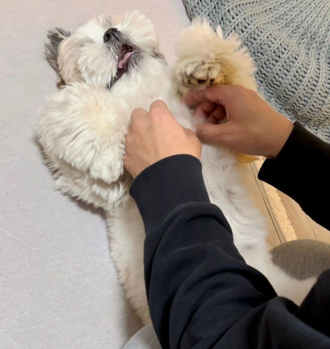 「おなかなでてー」と甘えるてんまるくん