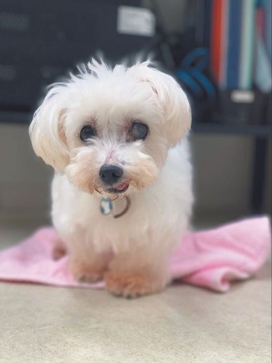 ちぃちゃんはその後の余生を「なないろ」で穏やかに送ったそう