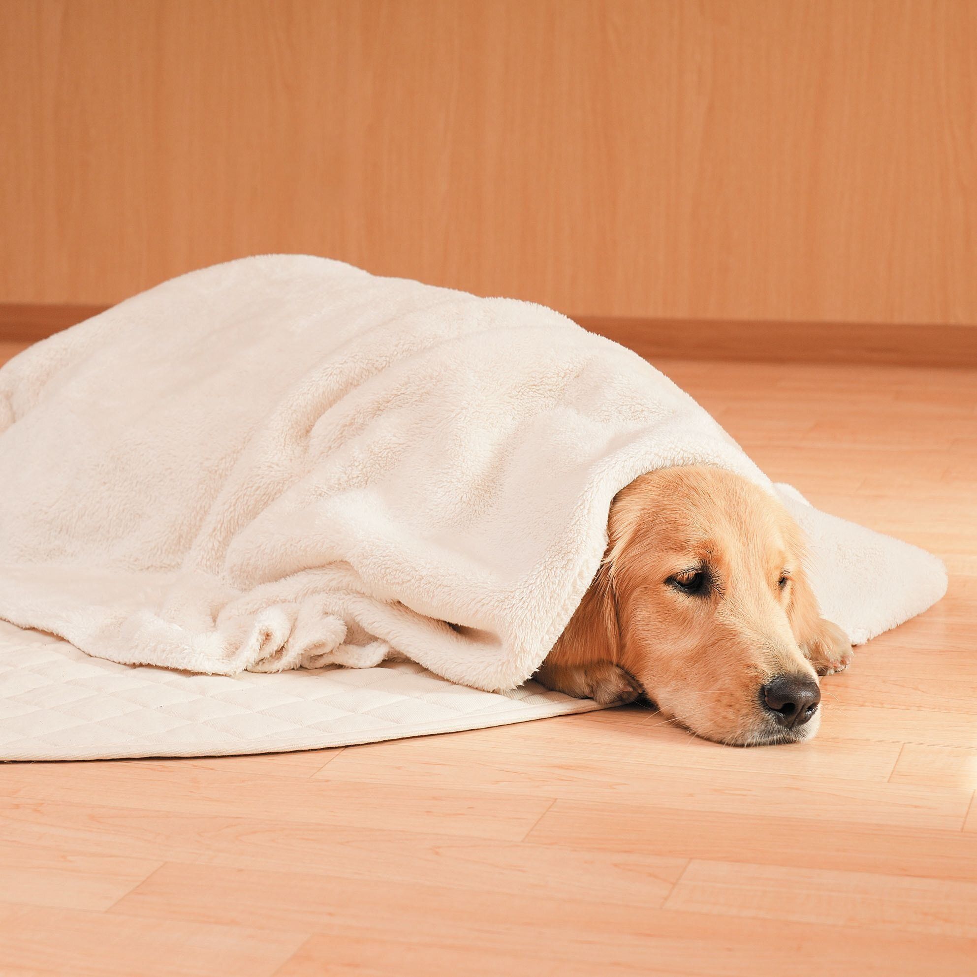 撮影／殿村忠博