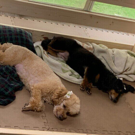 ミニチュア・ダックスフンドのココちゃん