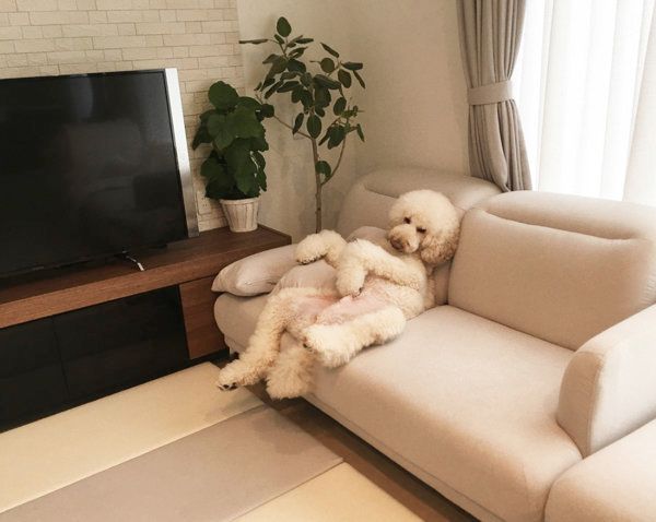 ソファでくつろぐスタンダード・プードル