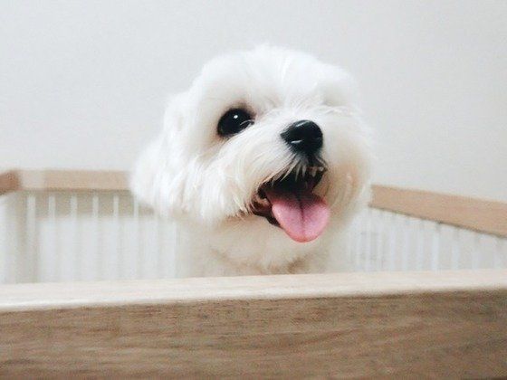 サークルからヒョコッ♪マルチーズの笑太くん