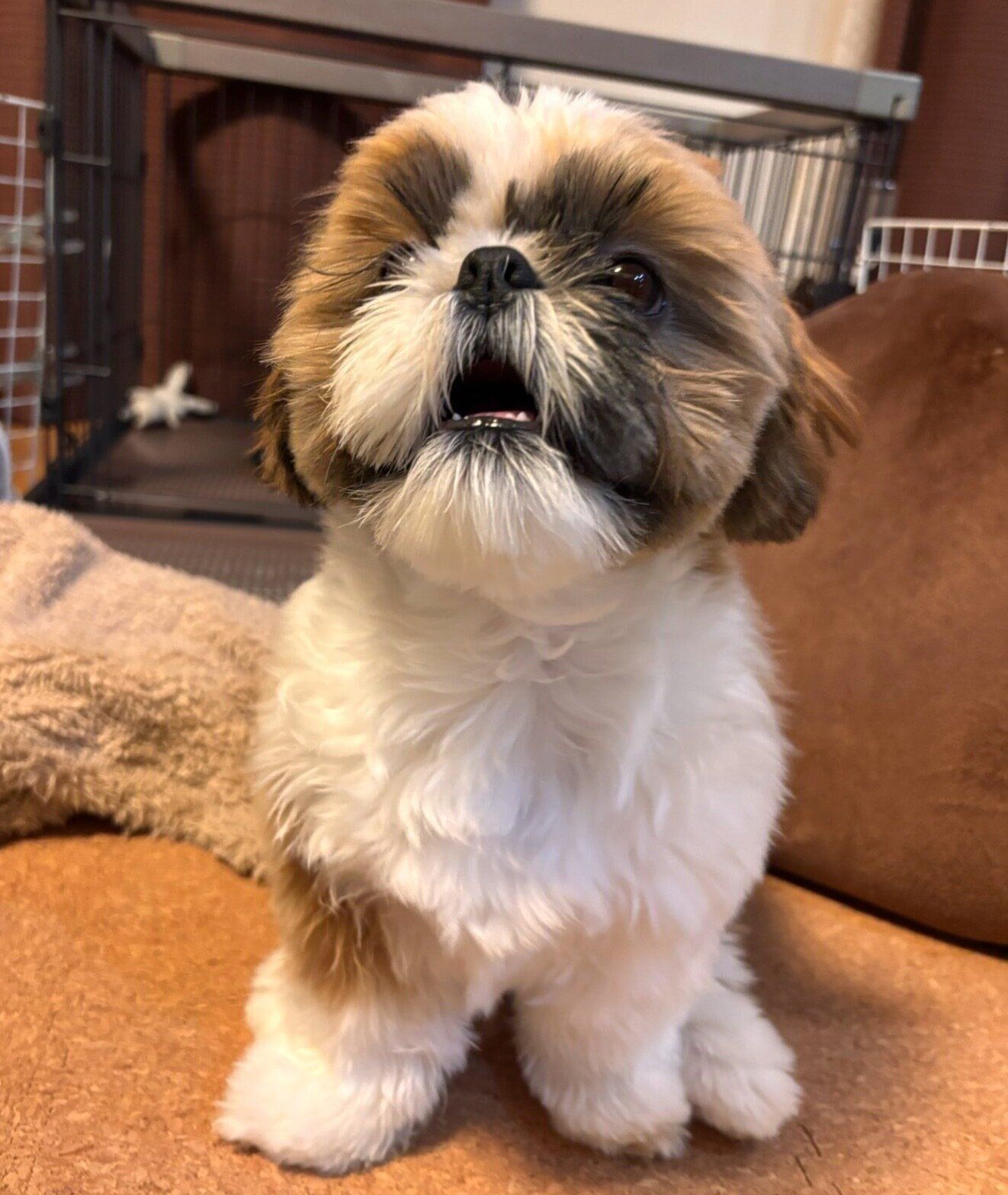 生後6カ月のころに撮影したちゃむくん