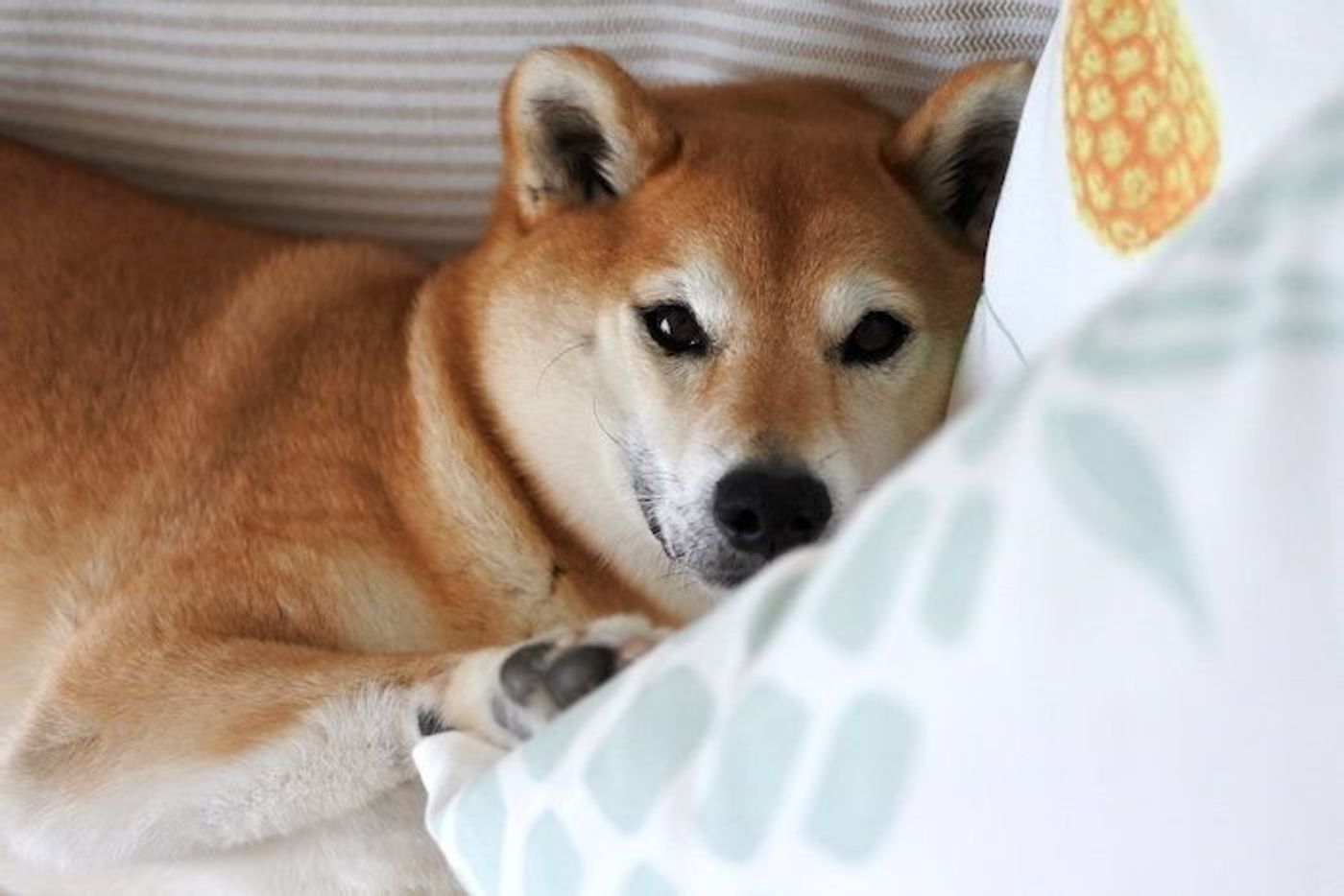 柴犬マロたん 酷暑で悪化したアレルギーが落ち着いて来ました いぬのきもちweb Magazine 柴犬マロたん 酷暑で悪化したアレルギーが落ち着いて来ました いぬのきもちweb Magazine