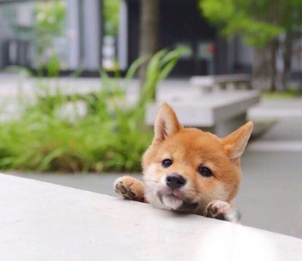 豆柴のあずきちゃん