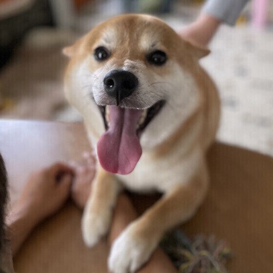 犬が笑っているような表情をするときの気持ちは？ 犬の表情を読み解くコツ 柴犬 いぬのきもち