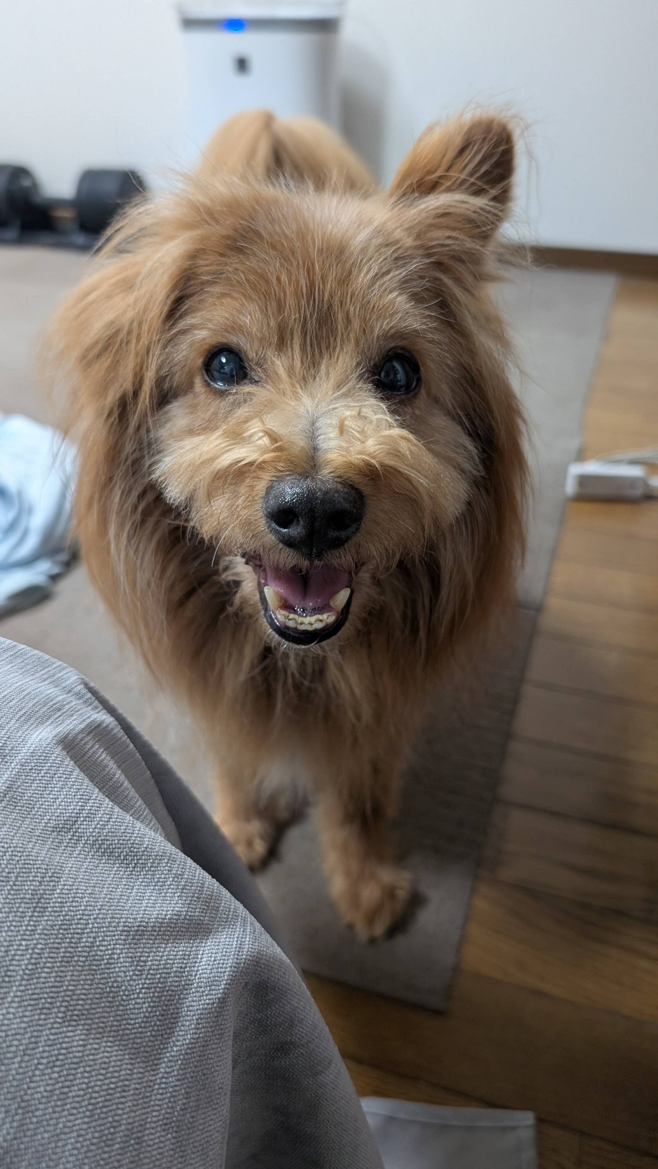 えへっていう顔の犬