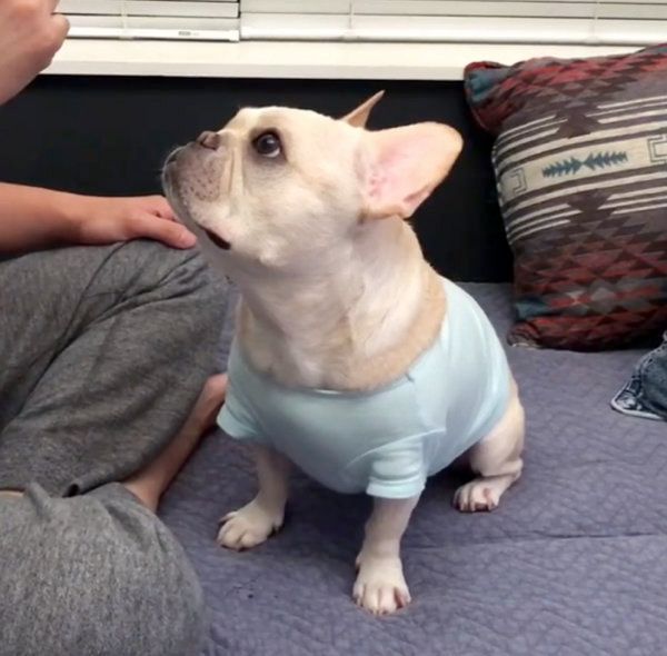 あご乗せをするフレンチ・ブルドッグ