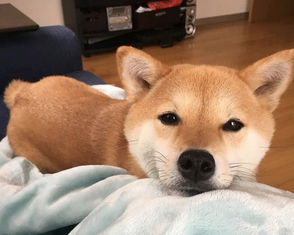 パパさんのことが大好きな柴犬