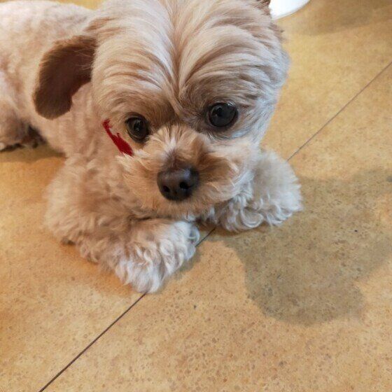 MIXのテディくん