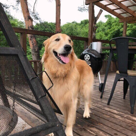 愛犬とバーベキューを楽しむ際の注意点 マダニの寄生や思わぬ誤食に注意！ いぬのきもち