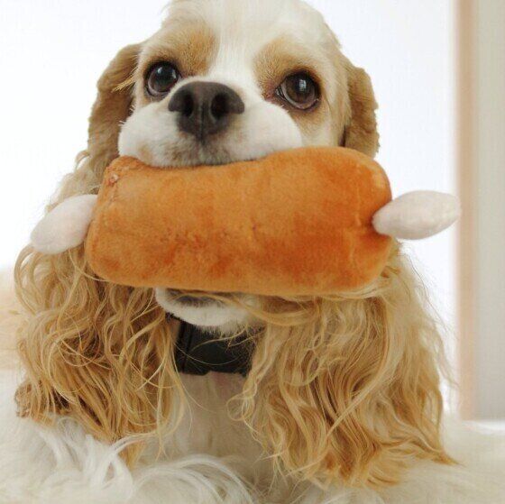 アメリカン・コッカー・スパニエル