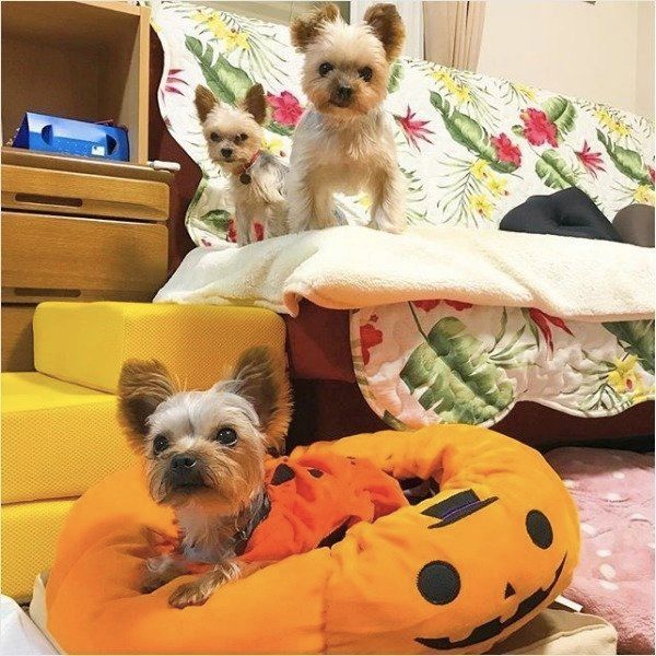 ワンコのハロウィン