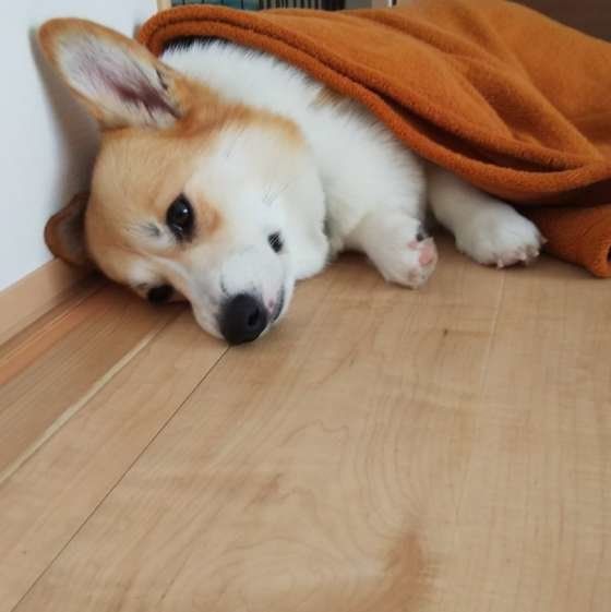 汚いのになんで 犬が家の床を舐めてしまう心理4つ いぬのきもちweb Magazine