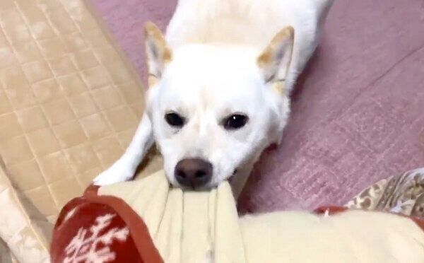 布団を引っ張るはるちゃん