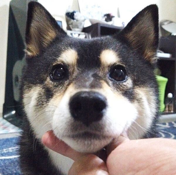 見つめる吾子ちゃん