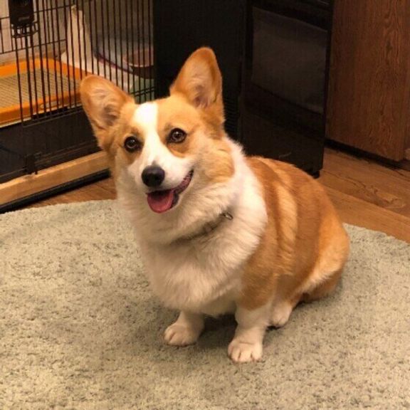 見つめるウェルシュ・コーギー・ペンブローク