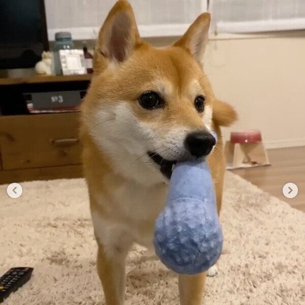 飼い主さんの浮気を知り問い詰めるにこちゃん