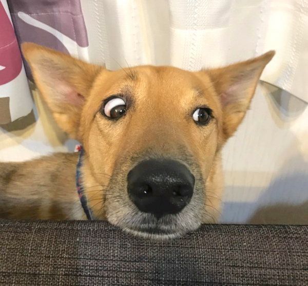 元保護犬・こたろうくん