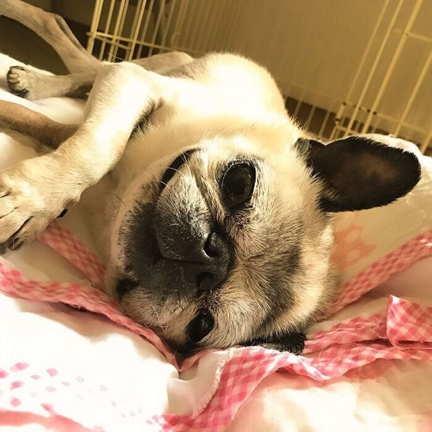 甘えてくるようになったパグ犬めー でもやっぱり気まぐれ 連載 パグ犬 めー Vol 114 いぬのきもちweb Magazine 甘えてくるようになったパグ犬めー でもやっぱり気まぐれ 連載 パグ犬 めー Vol 114 いぬのきもちweb Magazine