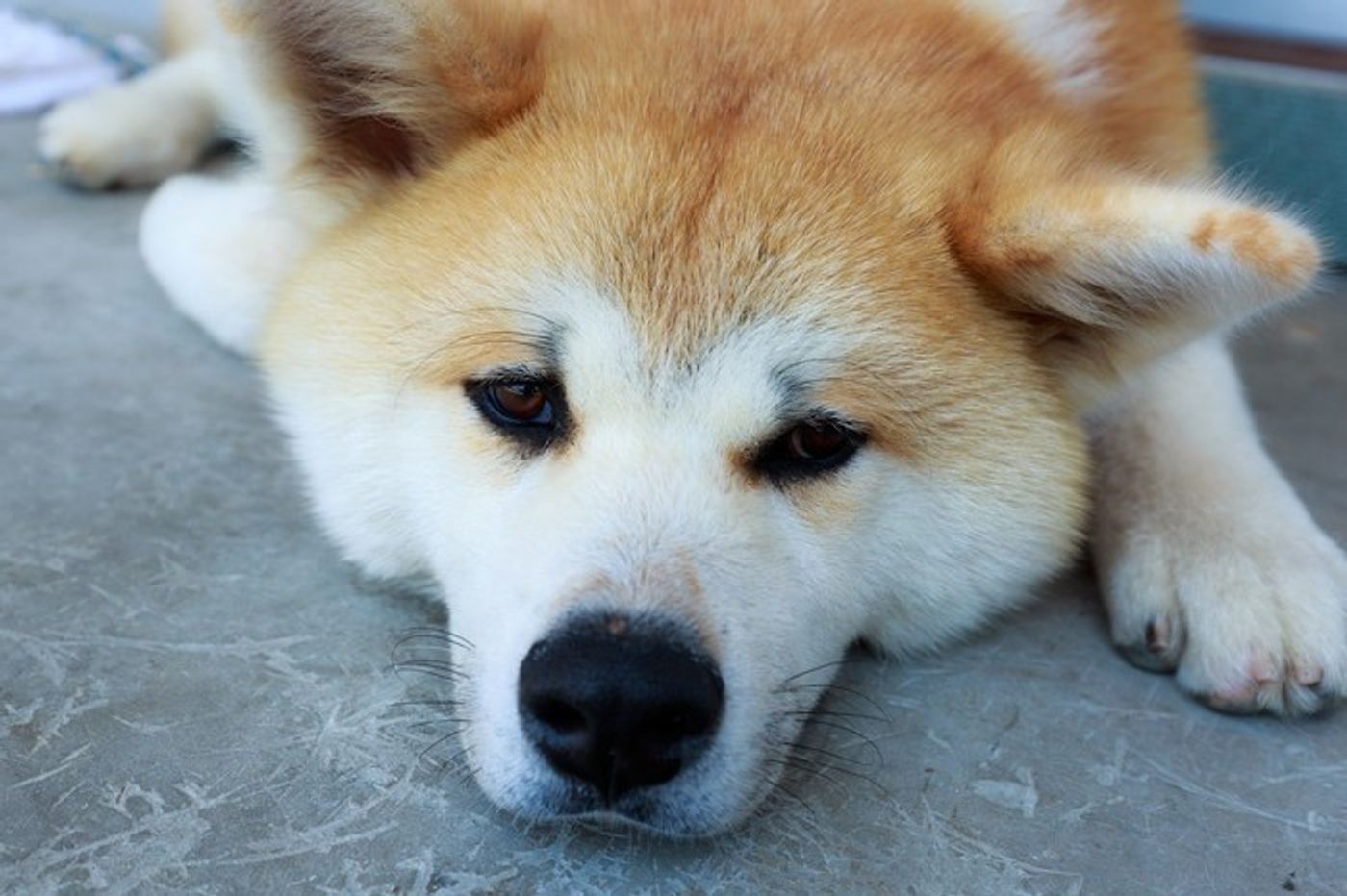 犬の糖尿病 原因と対策 食事療法 いぬのきもちweb Magazine 犬の糖尿病 原因と対策 食事療法 いぬのきもちweb Magazine