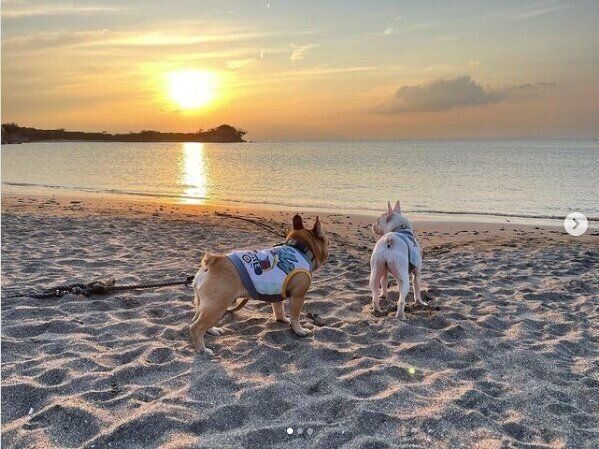 砂浜のフレンチブルドッグ