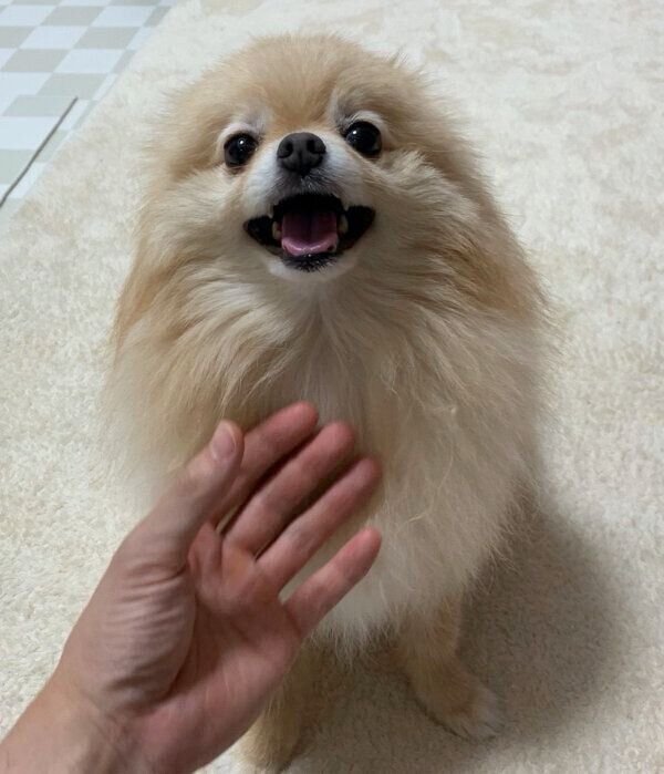笑顔が可愛いポメくん