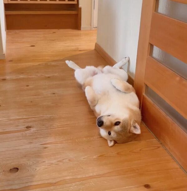 「ドアストッパー」と化すユクちゃん