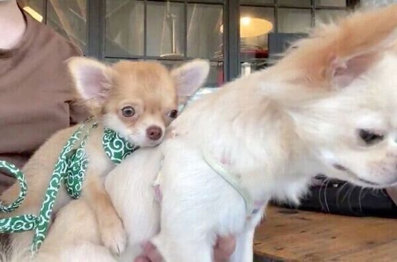 ぎゅっ!とぜんちゃんに抱きつくぶーちゃん